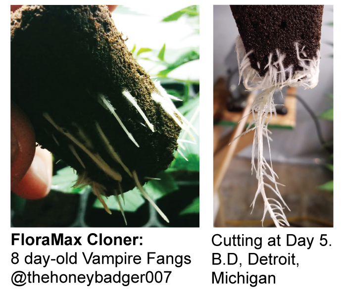 FloraMax-Cloner-explosive-root-growth-in-cuttings