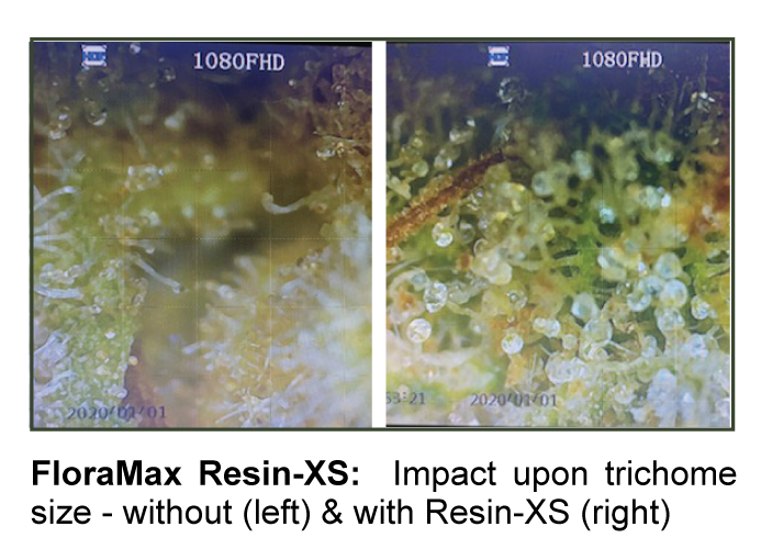 Resin-XS-impact-on-trichome-development