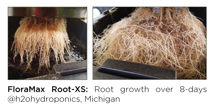 Root-XS-explosive-root-growth